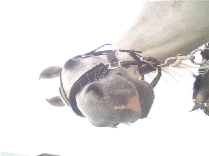 Strand tur til børsmose billede 4