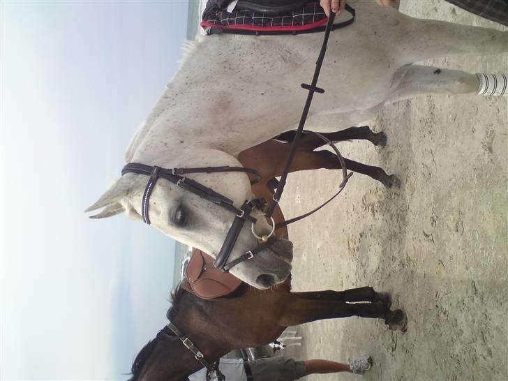 Strand tur til børsmose billede 5