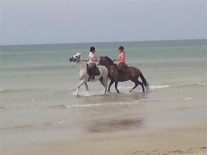 Strand tur til børsmose billede 6