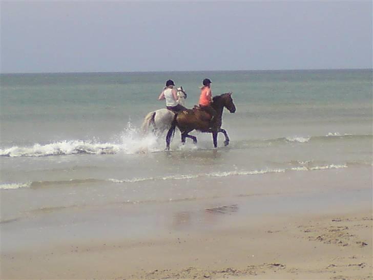 Strand tur til børsmose billede 7