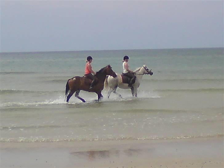 Strand tur til børsmose billede 8