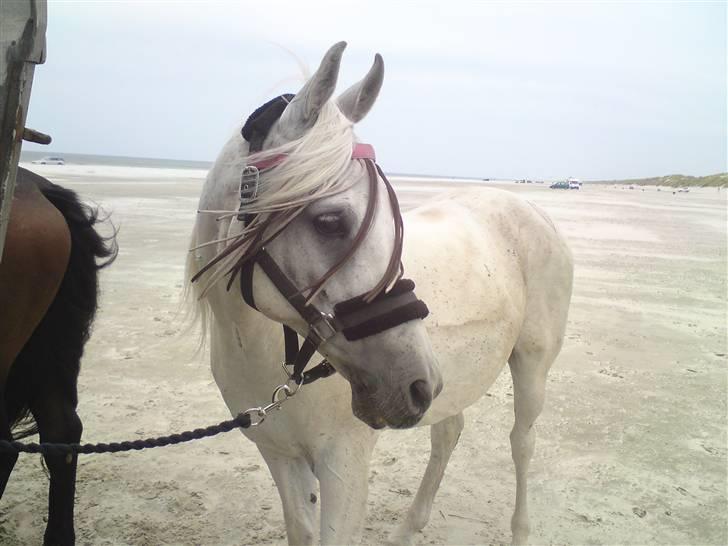 Strand tur til børsmose billede 9