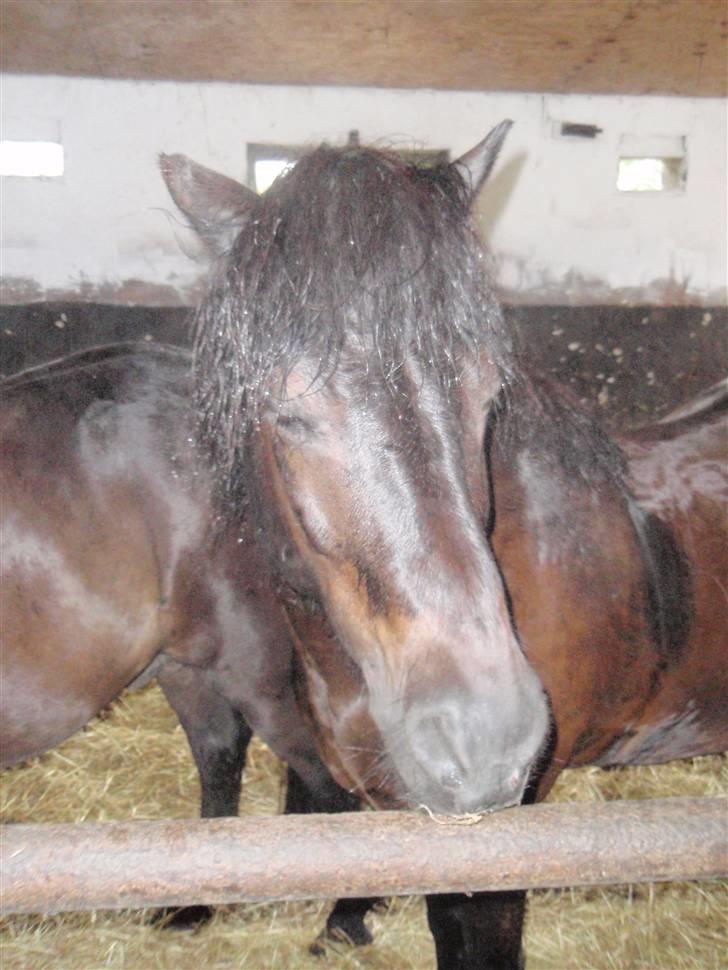 Nordjysk Ridecenter billede 3