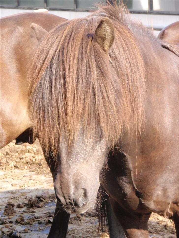 Nordjysk Ridecenter billede 4