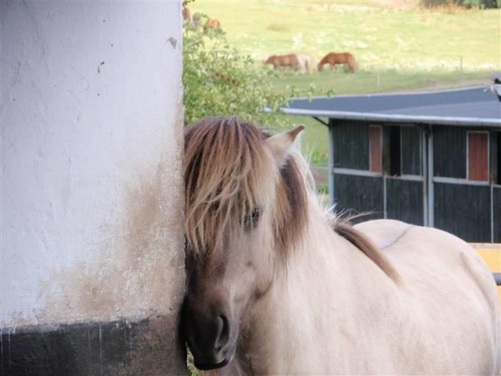 Nordjysk Ridecenter billede 5