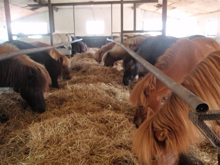 Nordjysk Ridecenter billede 6