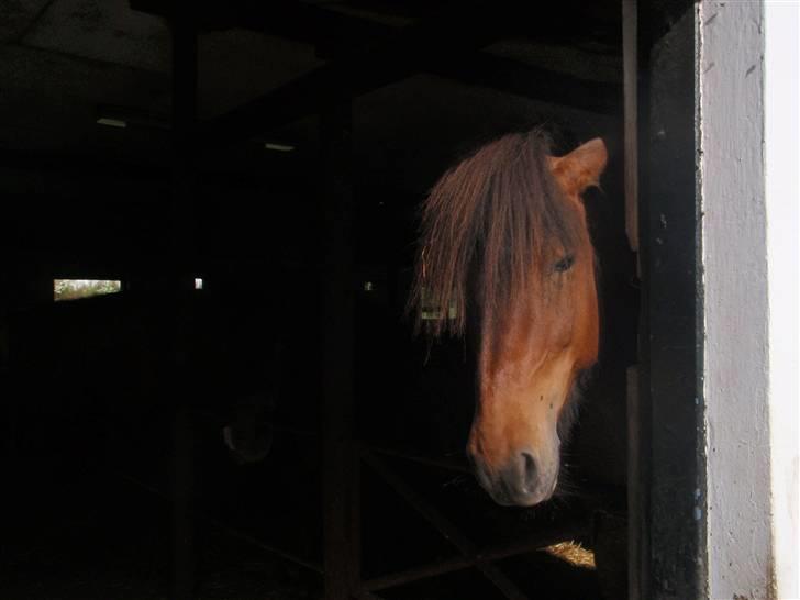 Nordjysk Ridecenter billede 2