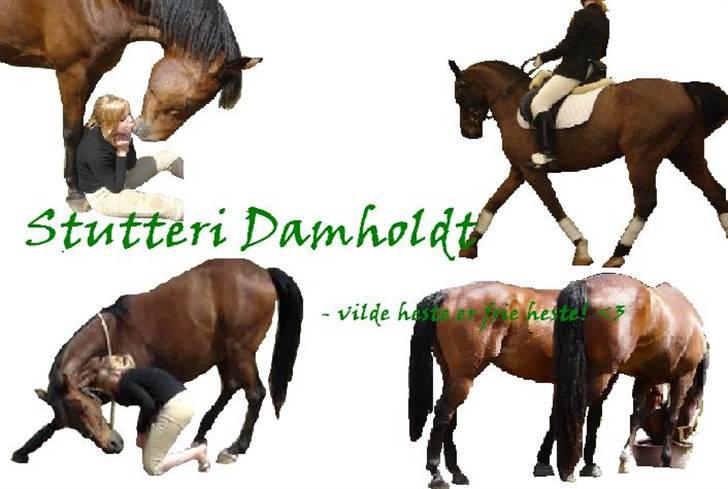 Logo til nforn billede 1