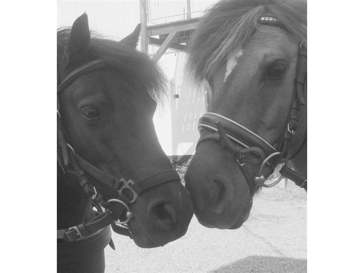 {{currentPhoto.altText}} billede {{currentPhoto.number}}