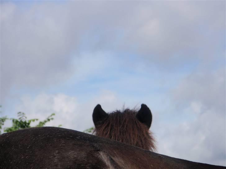 Nordjysk Ridecenter billede 17