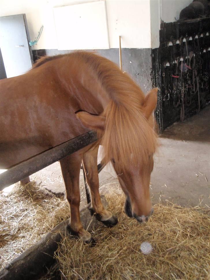 Nordjysk Ridecenter billede 19