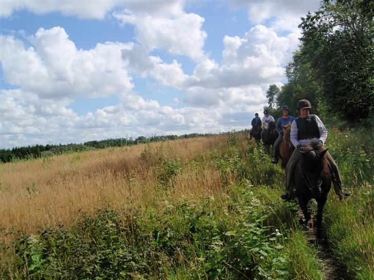 Nordjysk Ridecenter billede 20