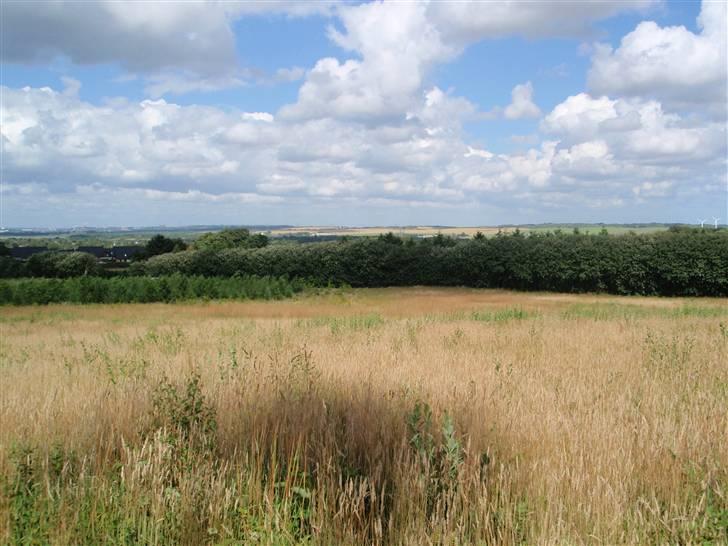 Nordjysk Ridecenter billede 21