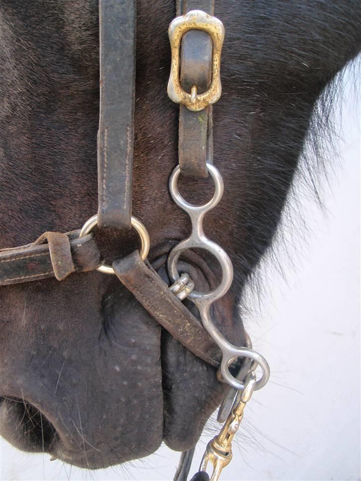 Nordjysk Ridecenter billede 24