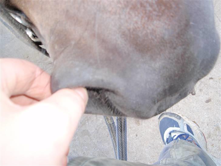 Nordjysk Ridecenter billede 25