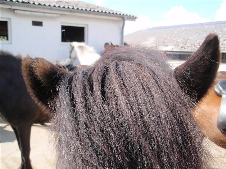 Nordjysk Ridecenter billede 26