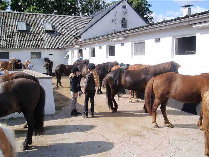 Nordjysk Ridecenter billede 27