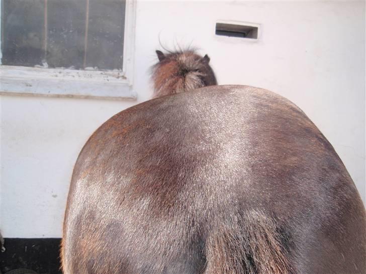 Nordjysk Ridecenter billede 28