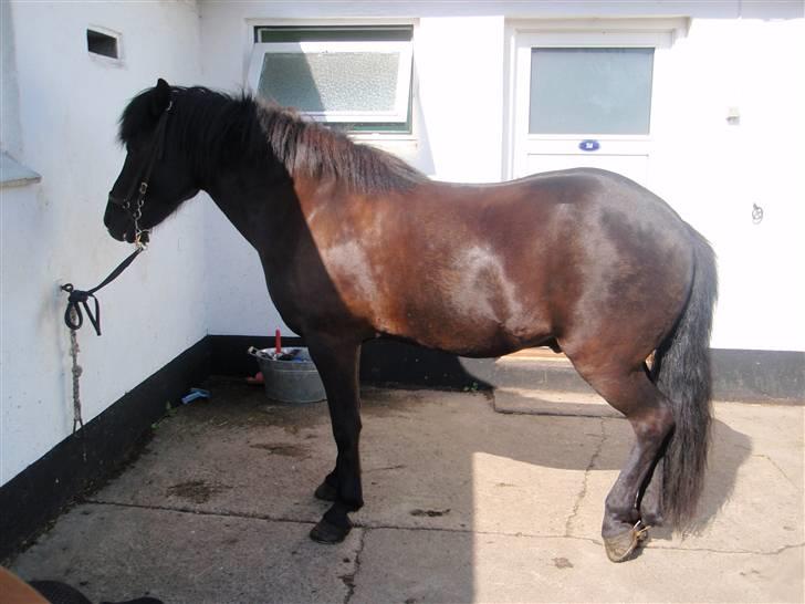 Nordjysk Ridecenter billede 29