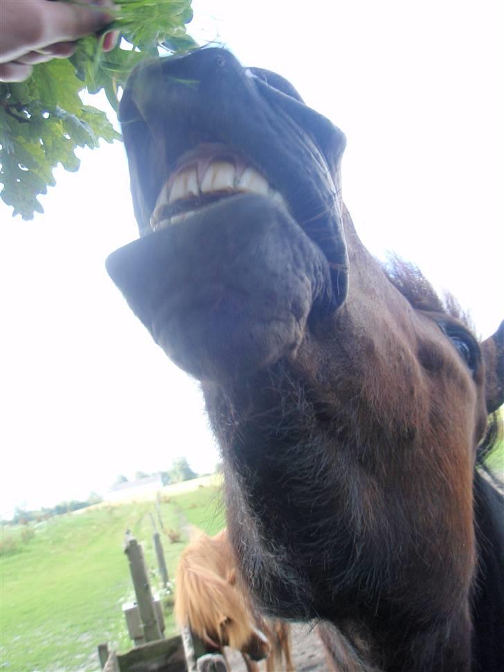 Nordjysk Ridecenter billede 32