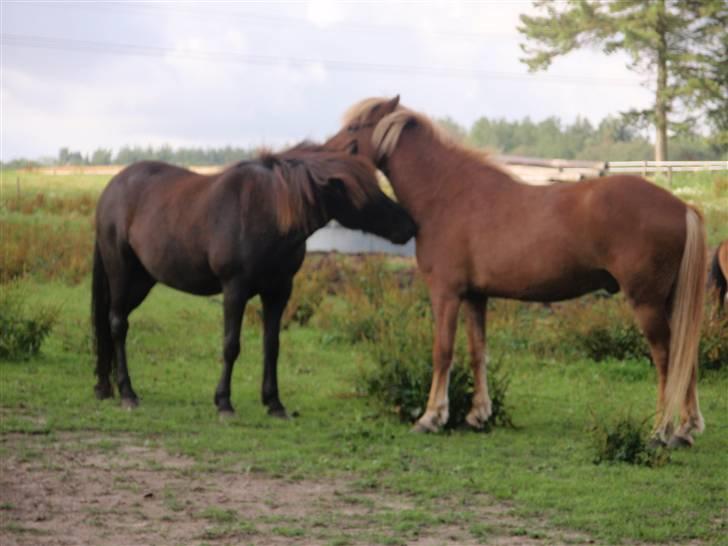 Nordjysk Ridecenter billede 33