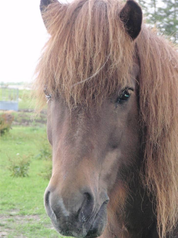 Nordjysk Ridecenter billede 34