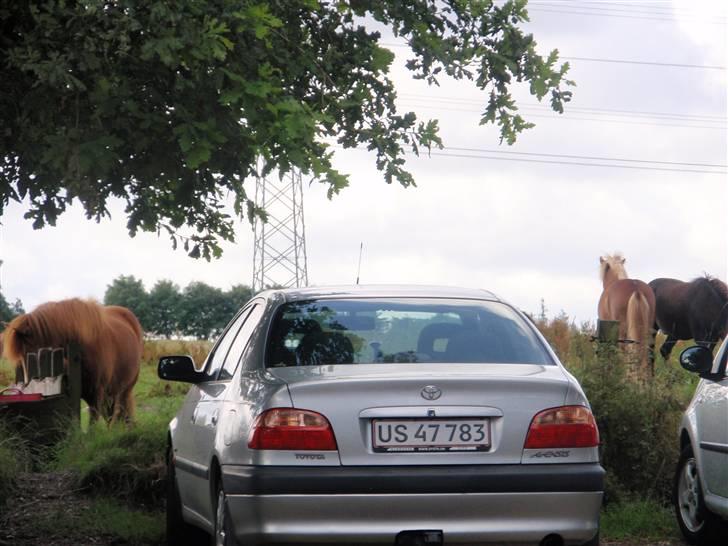 Nordjysk Ridecenter billede 35