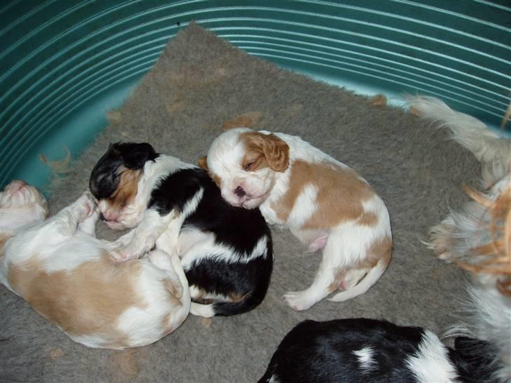 Vores ferie på "nissebo" :) - Nogle af hvalpene :)
de er bare så kære..
kenneth og jeg har forelsket os,
i den lille han hvalp (den røde/hvide som ser op i kameraet)
den kunne sagtens lige have i baglommen,
og snuppe med hjem til hørning ;) billede 6