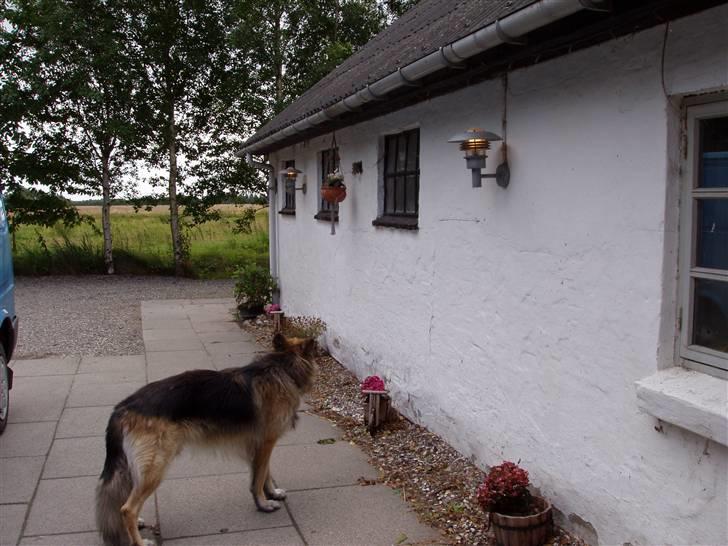 Vores ferie på "nissebo" :) - Min mors shæfer.. bondo (kaldet buddie aka. linselusen) ;) billede 8