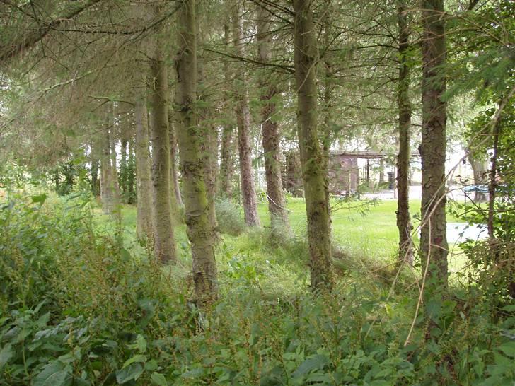 Vores ferie på "nissebo" :) - Folden der ligger imellem haven og ud til vejen :) billede 14