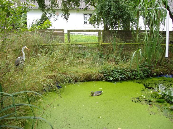 Vores ferie på "nissebo" :) - Fiskedammen i haven, som lige pt. er ret grøn, hehe..
men der er altså guldfisk i, ca. 50 stk. :) billede 24