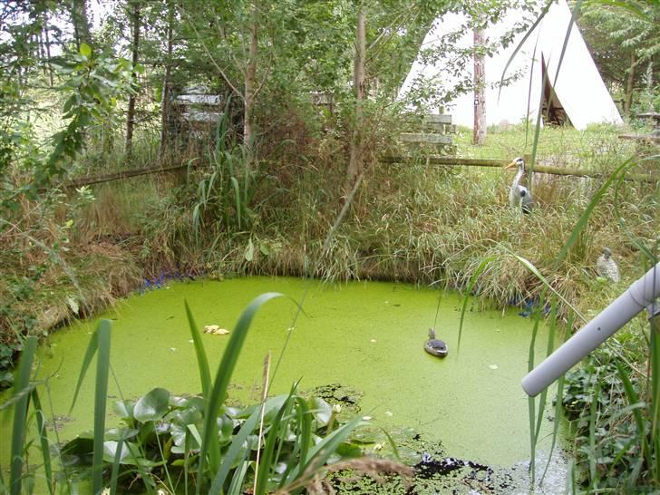 Vores ferie på "nissebo" :) - Fiskedammen :)
røret til højre i billeder,
er et rør som går fra tagranden rundt om huset,
så hver gang det regner kommer der friskt vand i dammen. billede 26