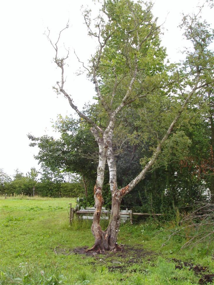 Vores ferie på "nissebo" :) - Hestenes absolut yndlings kløtræ ;)
det kan ses.. billede 34