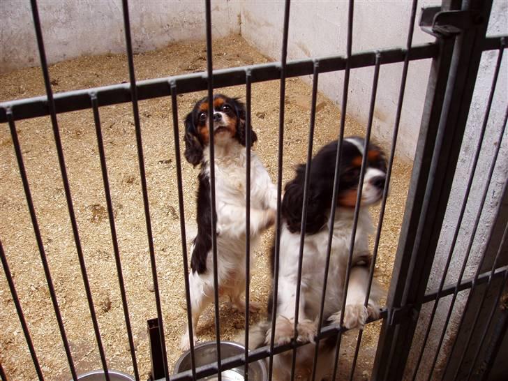 Vores ferie på "nissebo" :) - Robin og molly :) billede 35