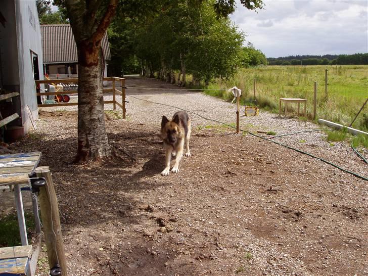Vores ferie på "nissebo" :) - Linselusen igen igen ;) billede 41