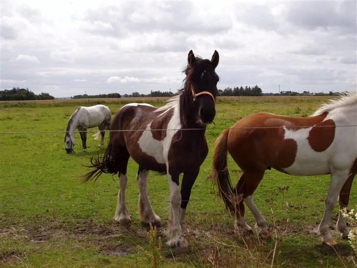 Vores ferie på "nissebo" :) - Her er min mors tinker, huckleberry, med hendes isfræser ganto og hendes venindes pony cæsar i baggrunden :) billede 43