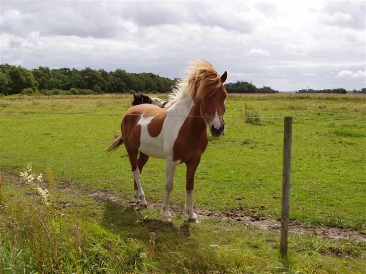 Vores ferie på "nissebo" :) - Min mors islænder ganto.. igen :) billede 44