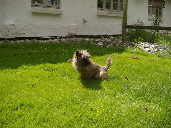 Vores ferie på "nissebo" :) - Mini tisser ;) billede 46