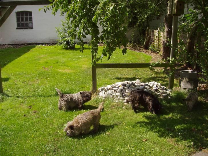 Vores ferie på "nissebo" :) - Fannie, chili og daffie i haven :) billede 47