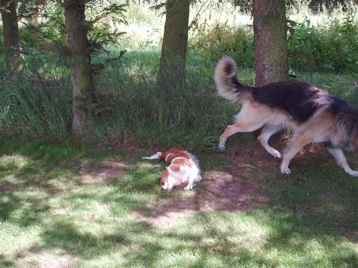 Vores ferie på "nissebo" :) - Lotta og buddie :) billede 48