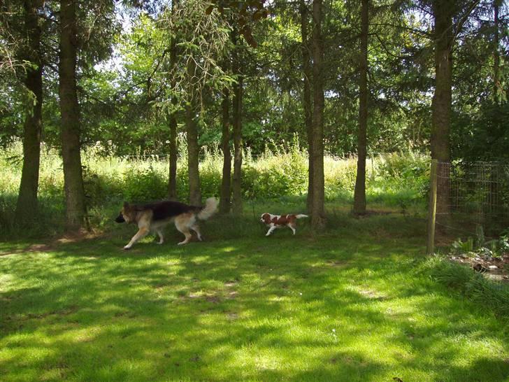 Vores ferie på "nissebo" :) - Lotta og buddie .. igen :) billede 50