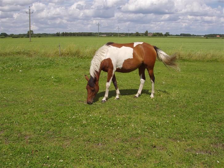 Vores ferie på "nissebo" :) - Min mors pinto-araber surprise :) billede 51