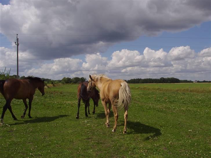 Vores ferie på "nissebo" :) - Santhos, city og celine :) billede 52