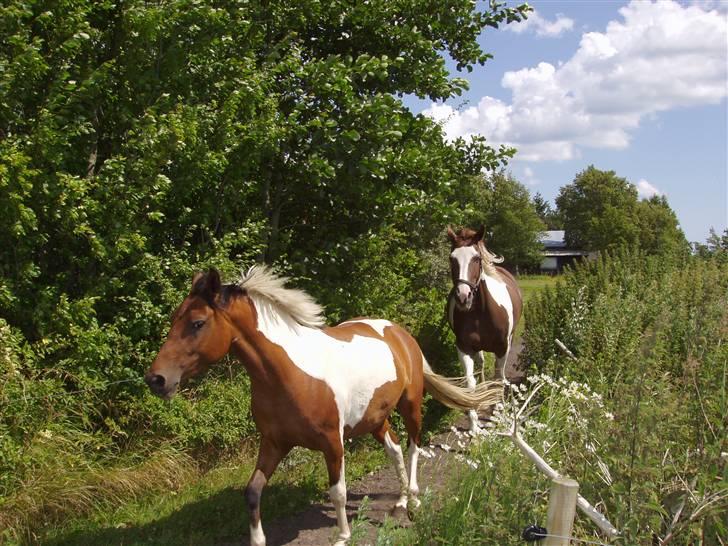 Vores ferie på "nissebo" :) - Rubin og surprise på vej ned på sommerfolden :) billede 53