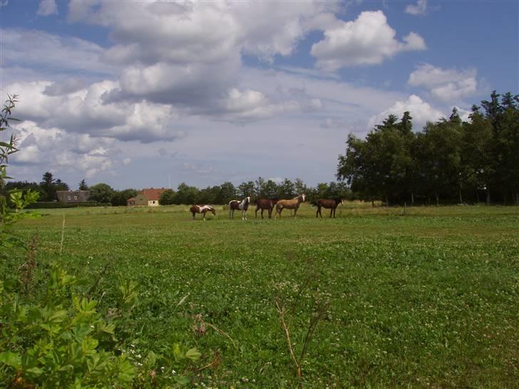 Vores ferie på "nissebo" :) - Vinterfolden, som lige nu er åbnet op sammen med sommerfolden.. de har RIGTIG meget plads lige nu hestene.. :) billede 54