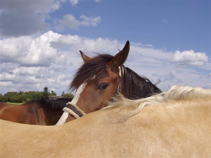 Vores ferie på "nissebo" :) - Celine :) billede 55