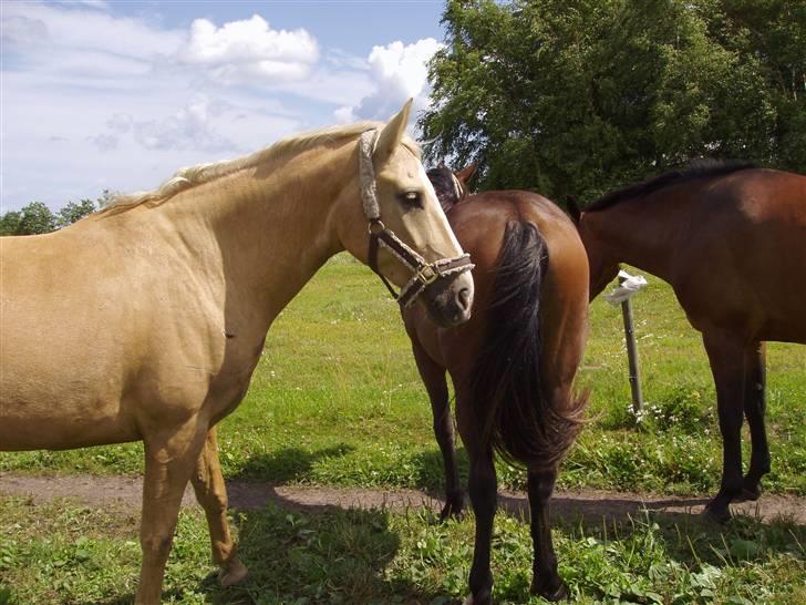 Vores ferie på "nissebo" :) - Santhos, celine og city :) billede 56