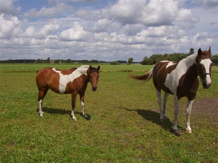 Vores ferie på "nissebo" :) - Plettøserne.. rubin og surprise :) billede 57