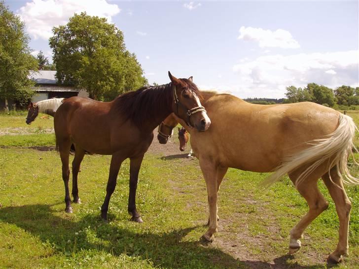 Vores ferie på "nissebo" :) - Mine to dejlige heste <3 billede 58