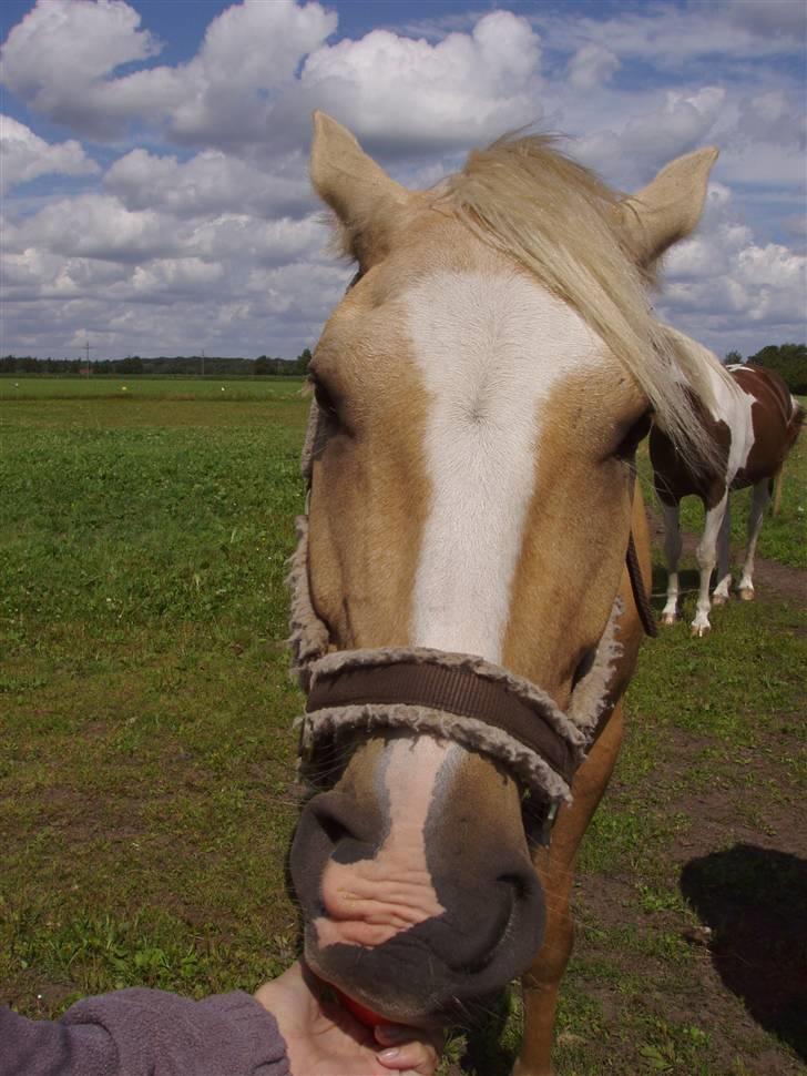 Vores ferie på "nissebo" :) - Min største kærlighed - santhos :) som lige får sig et æble :p billede 59
